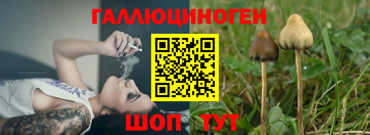 Галлюциногенные грибы прущие грибы Ачинск